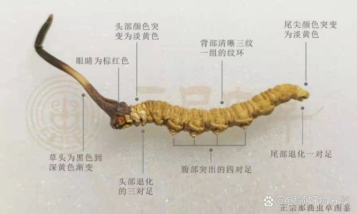 湿疹西药方胶囊图片高清-湿疹西药方胶囊图片网湿疹用什么西药好得最快最有效知识网站,分享湿疹西药哪种效果好大全